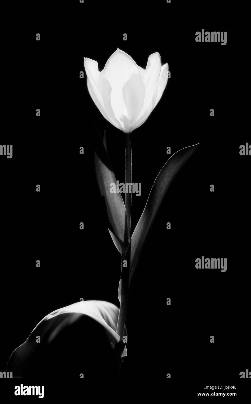 Bw tulip hi-res stock photography and images - Alamy