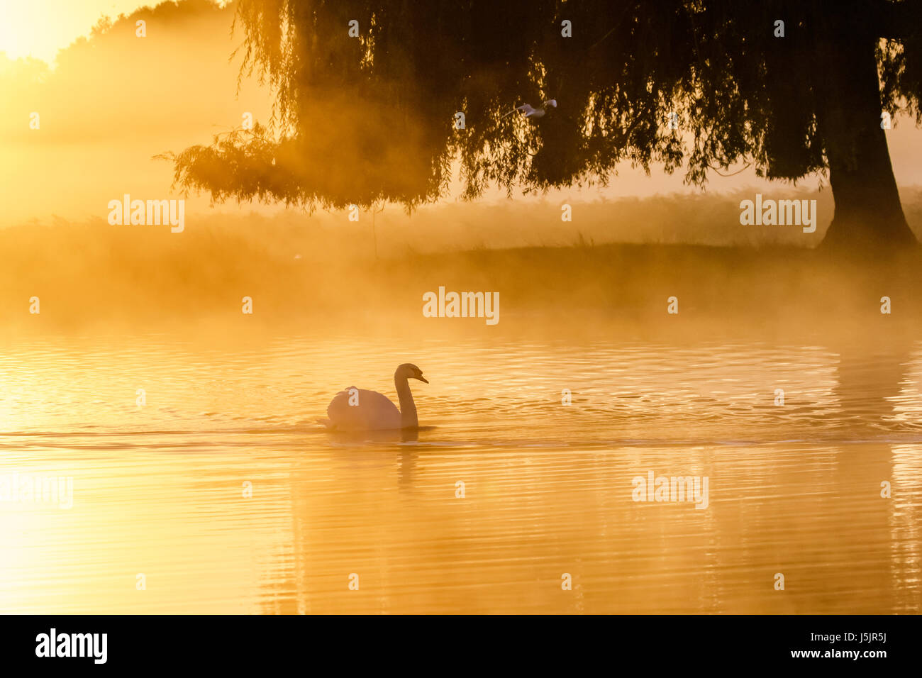 Silhouette of a single Mute Swan (Cygnus olor) on a calm peaceful misty foggy lake in golden light sunrise Stock Photo