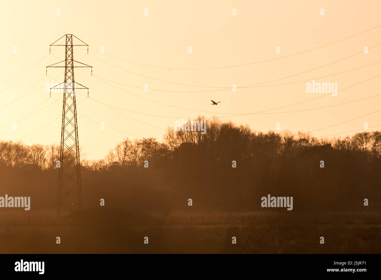 Silhouette of a Kestrel falcon raptor (Falco tinnunculus) hunting hovering over meadow at sunset with pylon and power wires or lines Stock Photo