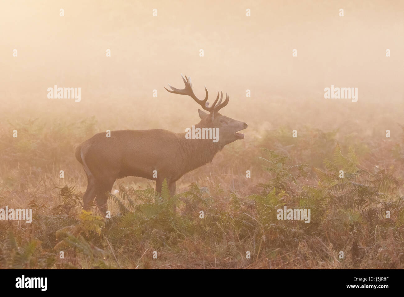 Red Deer stag (Cervus elaphus) roaring bellowing calling showing breath, on a cold morning Stock Photo