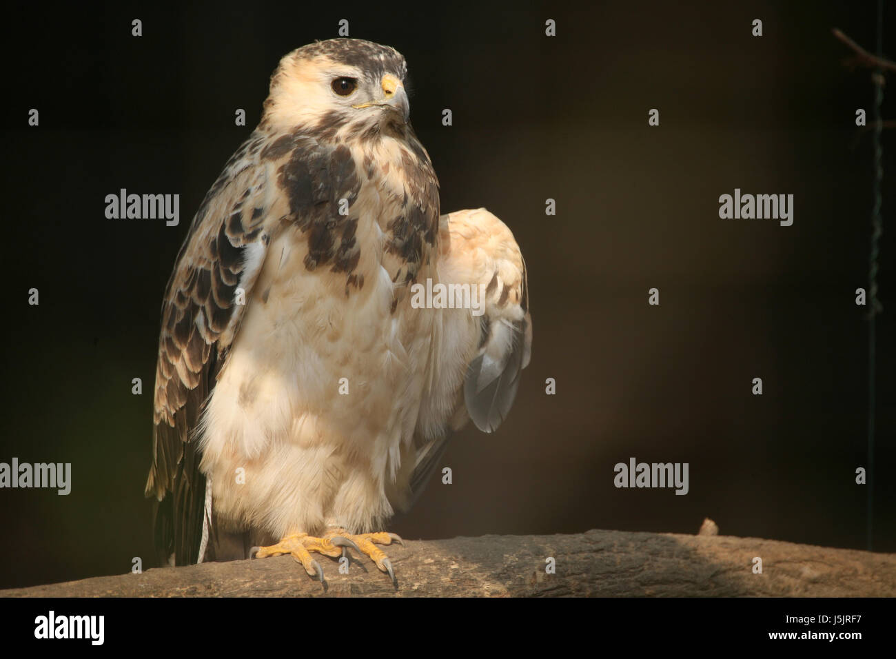 Beautiful Raptors beautiful beauteously nice animal bird birds raptor birds of prey ...