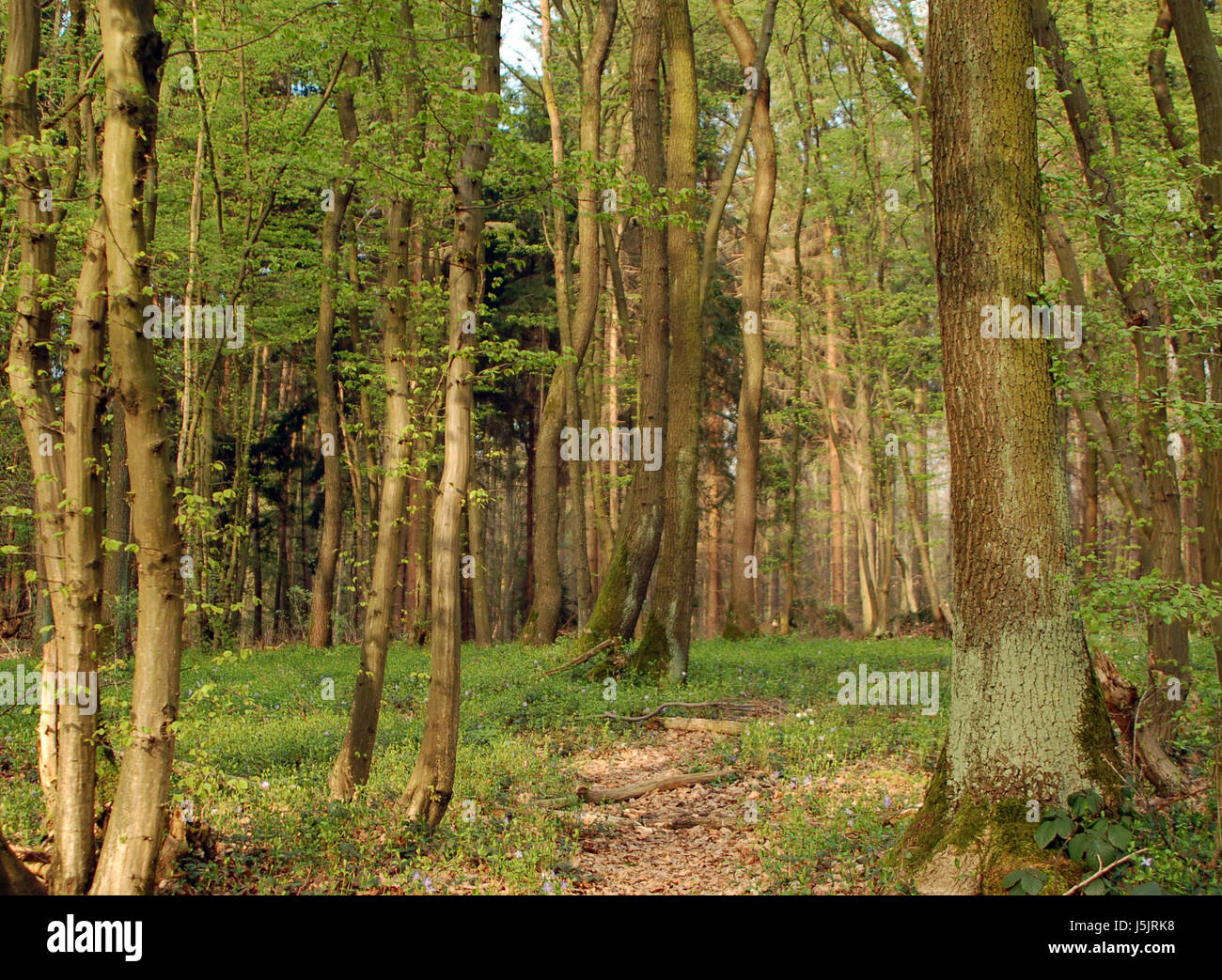 tree trees green trunk tribes blossoms spring bark moss april bleed ...