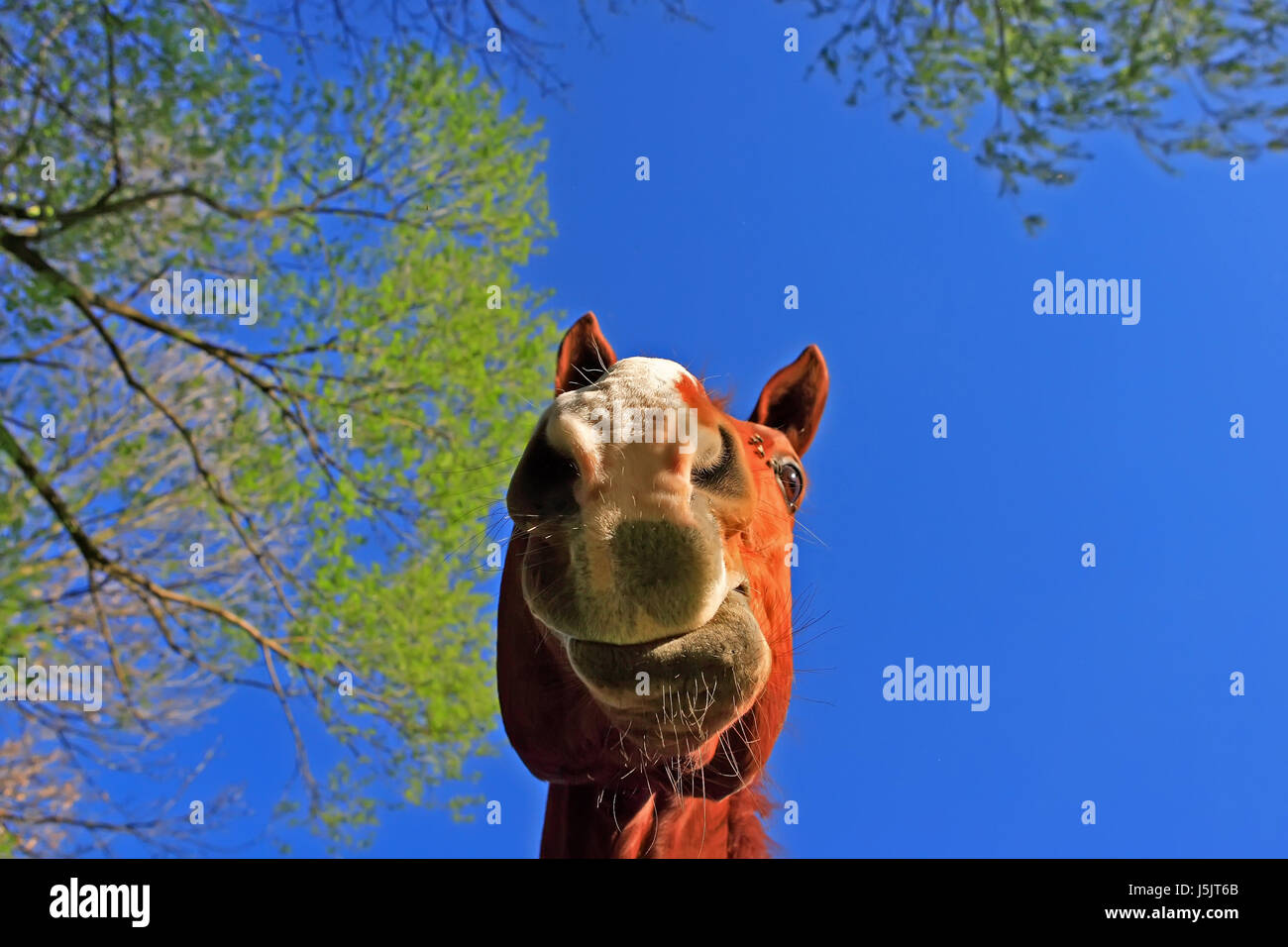 worms eye,fodder,tree,horse,mouth,nose,waist belt,oats,von oben herab Stock Photo