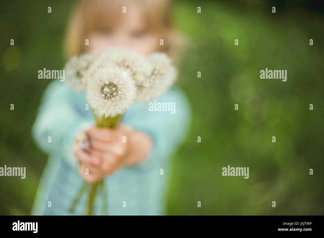 little girl holding a bouquet of dandelions with shallow depth of field Stock Photo