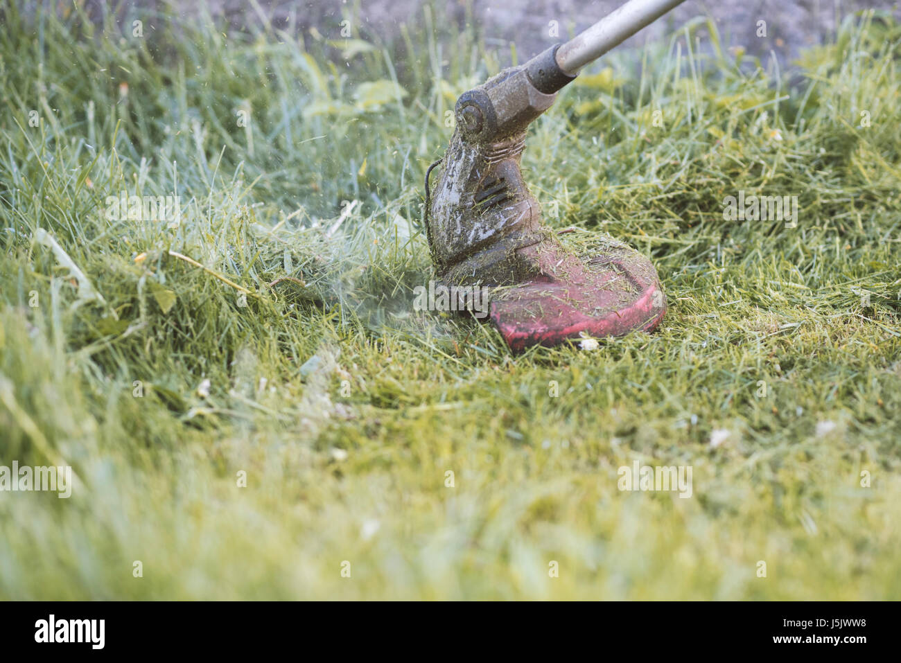 String trimmer mowing the grass, grass particles flying around, moment Stock Photo