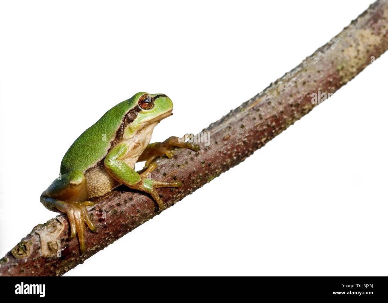 green conservation of nature amphibians greenback tree frog fresh water ...