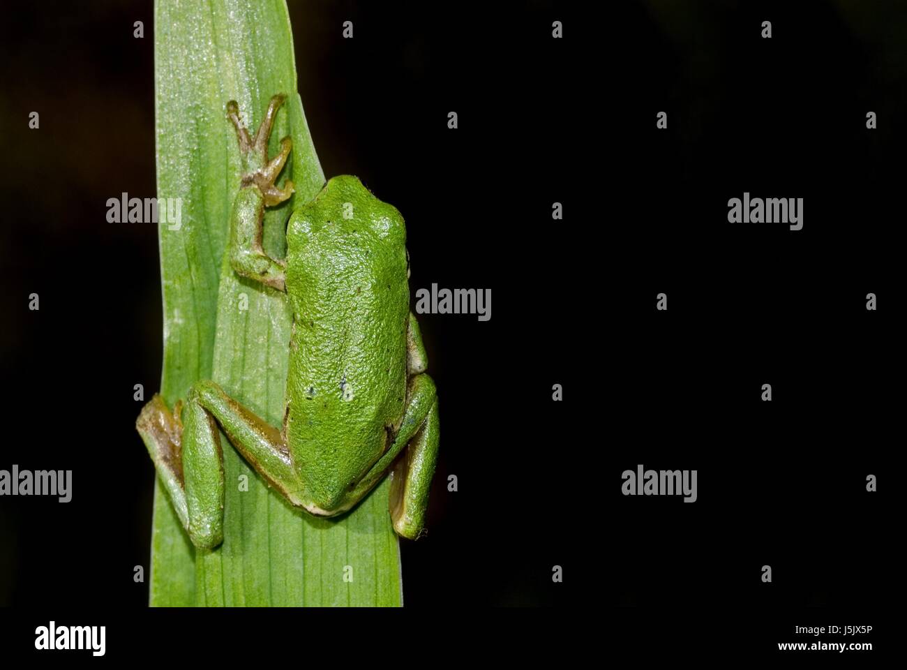 green conservation of nature amphibians greenback tree frog fresh water ...