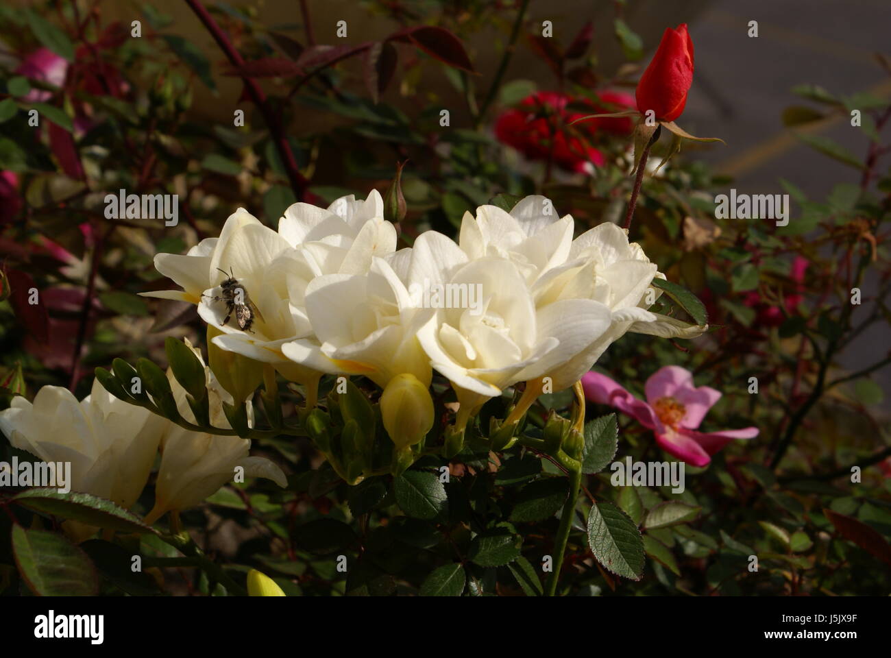 freesias and roses Stock Photo