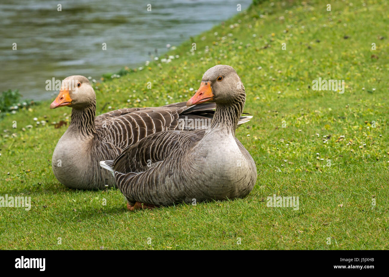 Close up of pair of greylag geese, Anser anser, resting on grassy riverbank, River Esk, Musselburgh, East Lothian, Scotland, UK Stock Photo