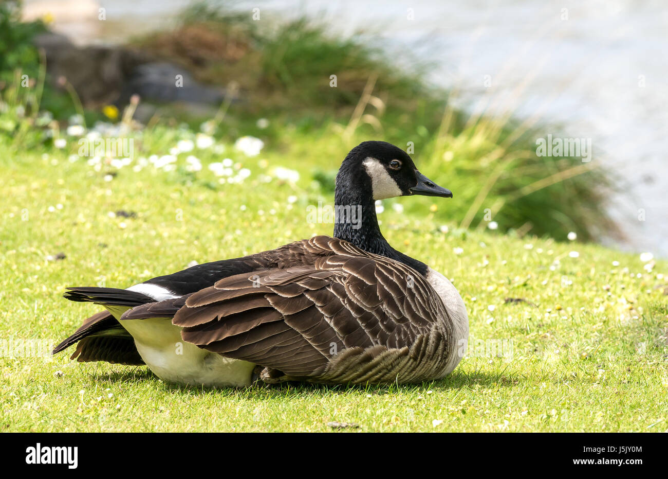 Close up of single Canada goose, Branta canadensis, sitting on grassy riverbank, River Esk, Musselburgh, East Lothian, Scotland, UK Stock Photo