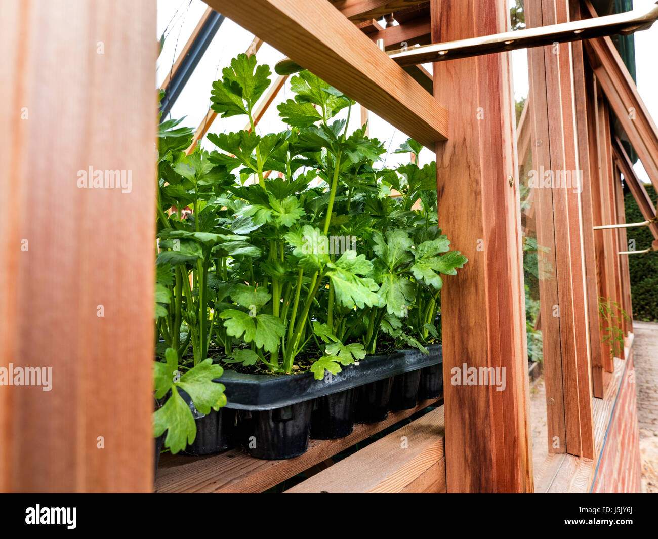 Celery Octavius growing in new Spring season potting shed Stock Photo