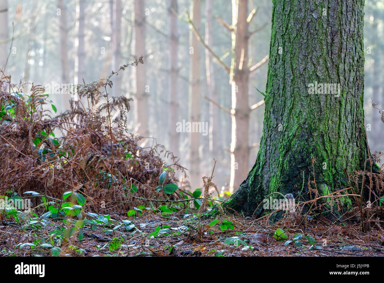 Base of an oak tree trunk with woodland in the distance in an early morning mist at Delamere Forest, Delamere, Northwich, Cheshire Stock Photo