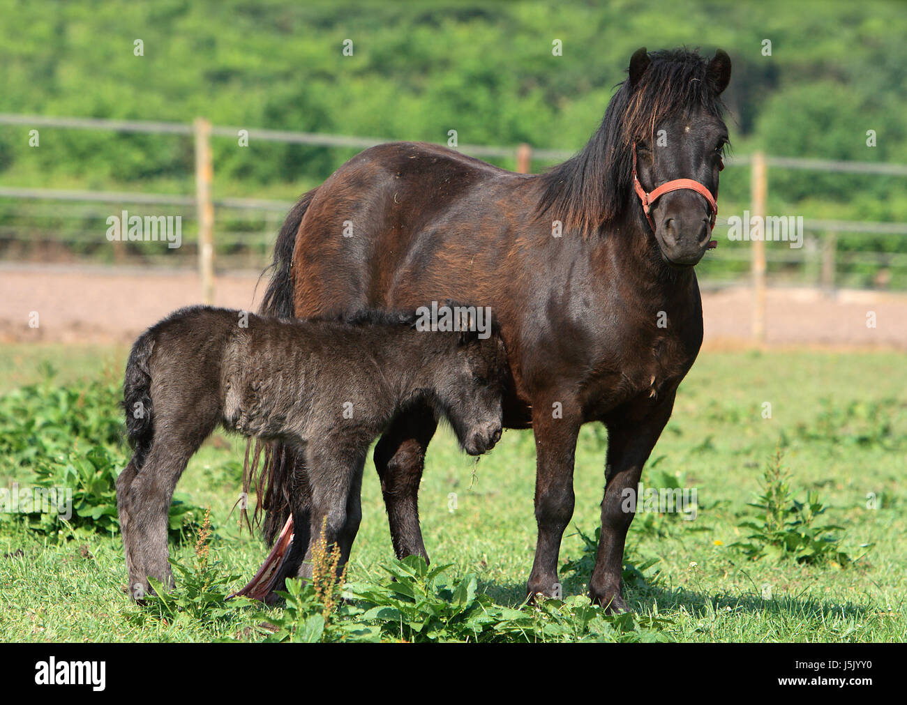 horse placenta treatment football clipart