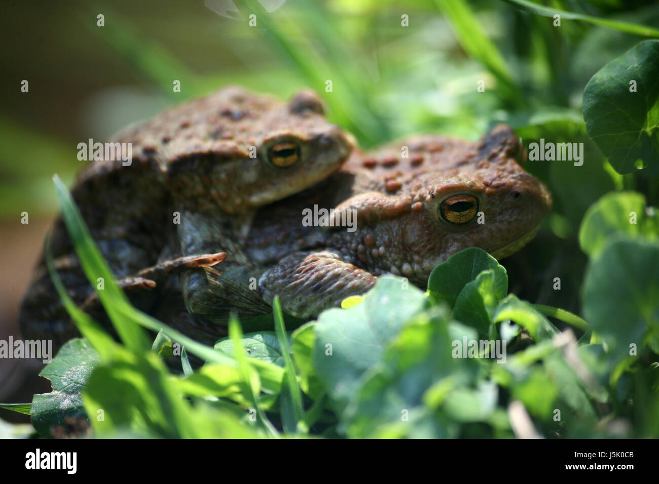 amphibian green toads fresh water pond water toad mating mate meadow ...