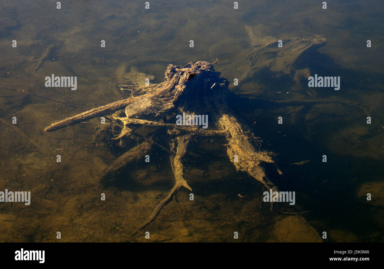 tree wood root mud fresh water pond water perishable lake inland water ...