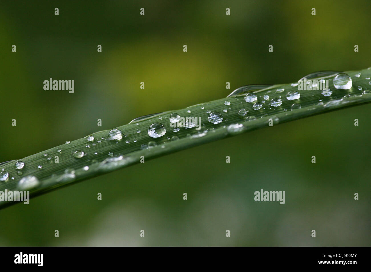 after the rain Stock Photo - Alamy