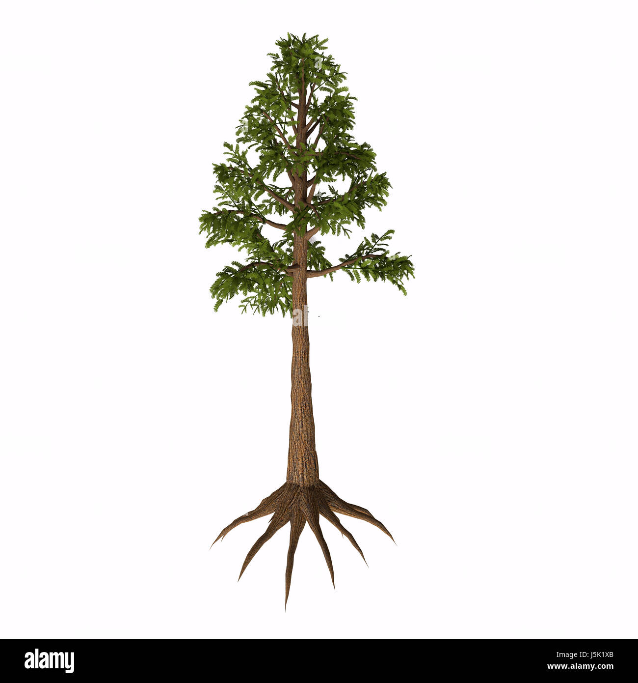 Archaeopteris sp Tree Archaeopteris is an extinct genus of tree-like plants with fern-like leaves that lived in the Devonian to Carboniferous Periods. Stock Photo