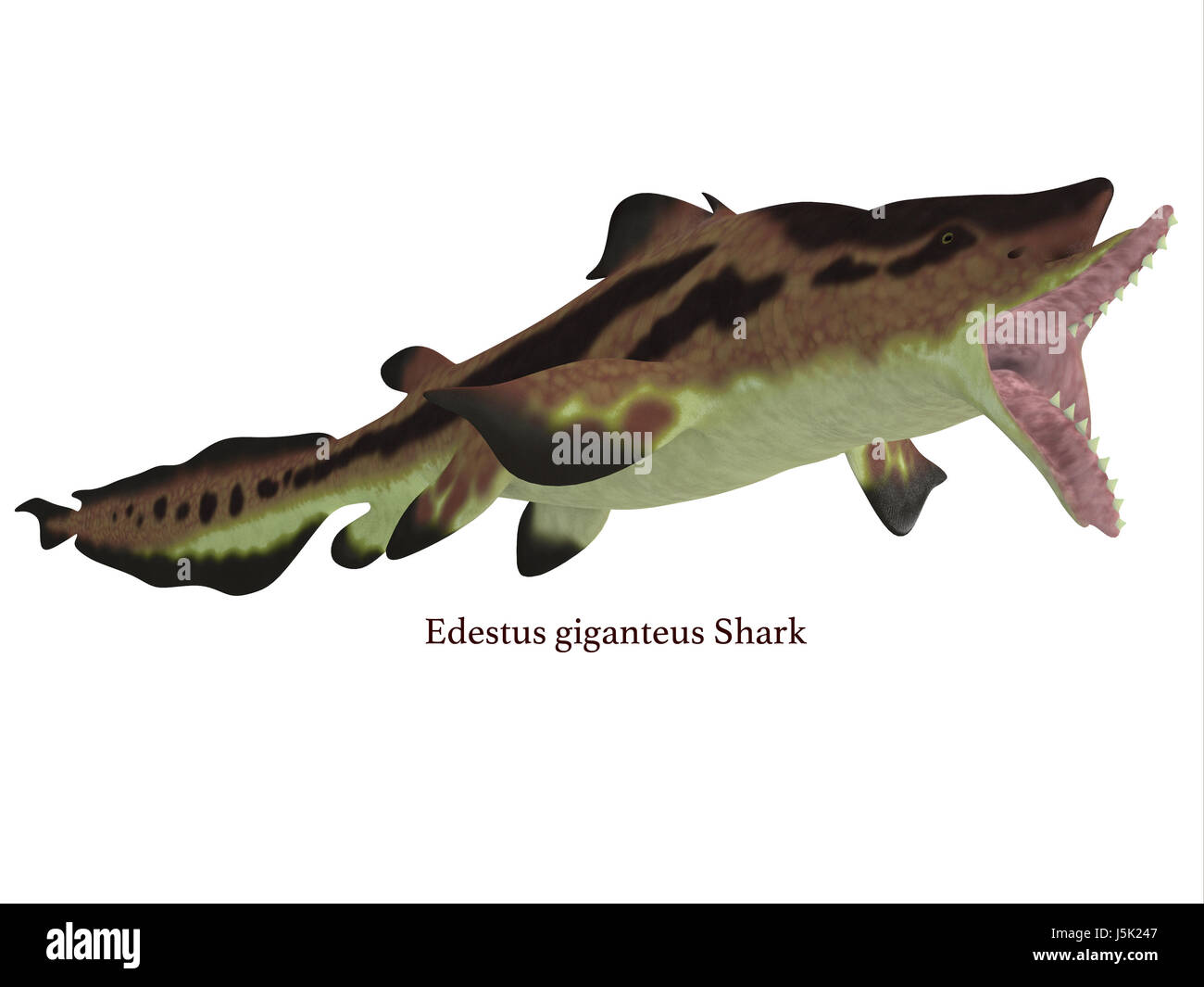Edestus shark lived in seas of the Carboniferous Period in North America, England and Russia. Stock Photo