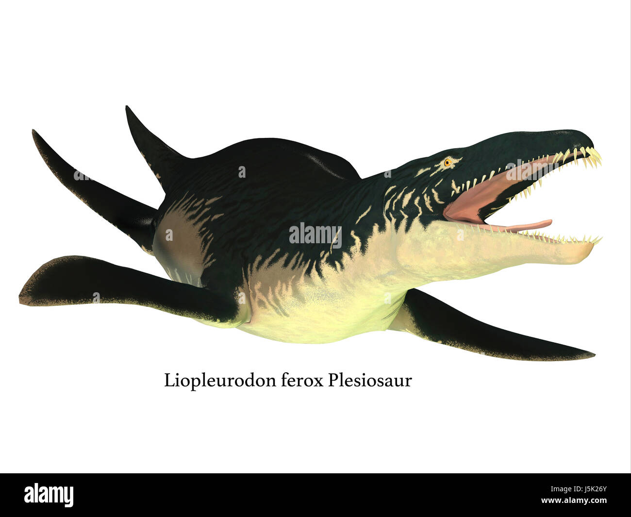 Liopleurodon was a carnivorous marine reptile that lived in Jurassic seas of France and England. Stock Photo