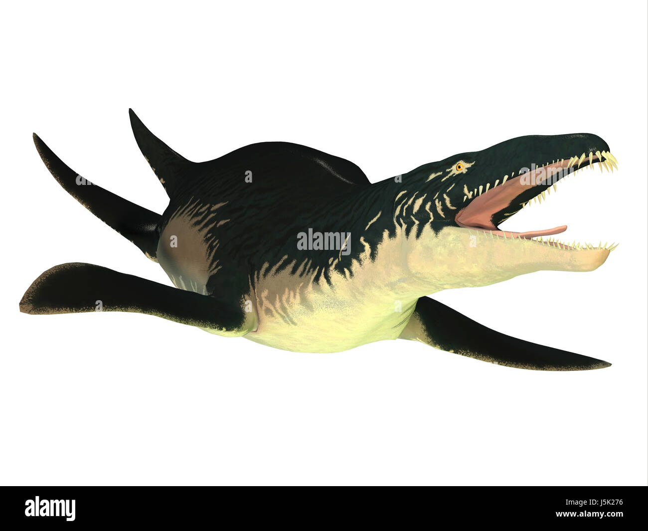 Liopleurodon was a carnivorous marine reptile that lived in Jurassic seas of France and England. Stock Photo