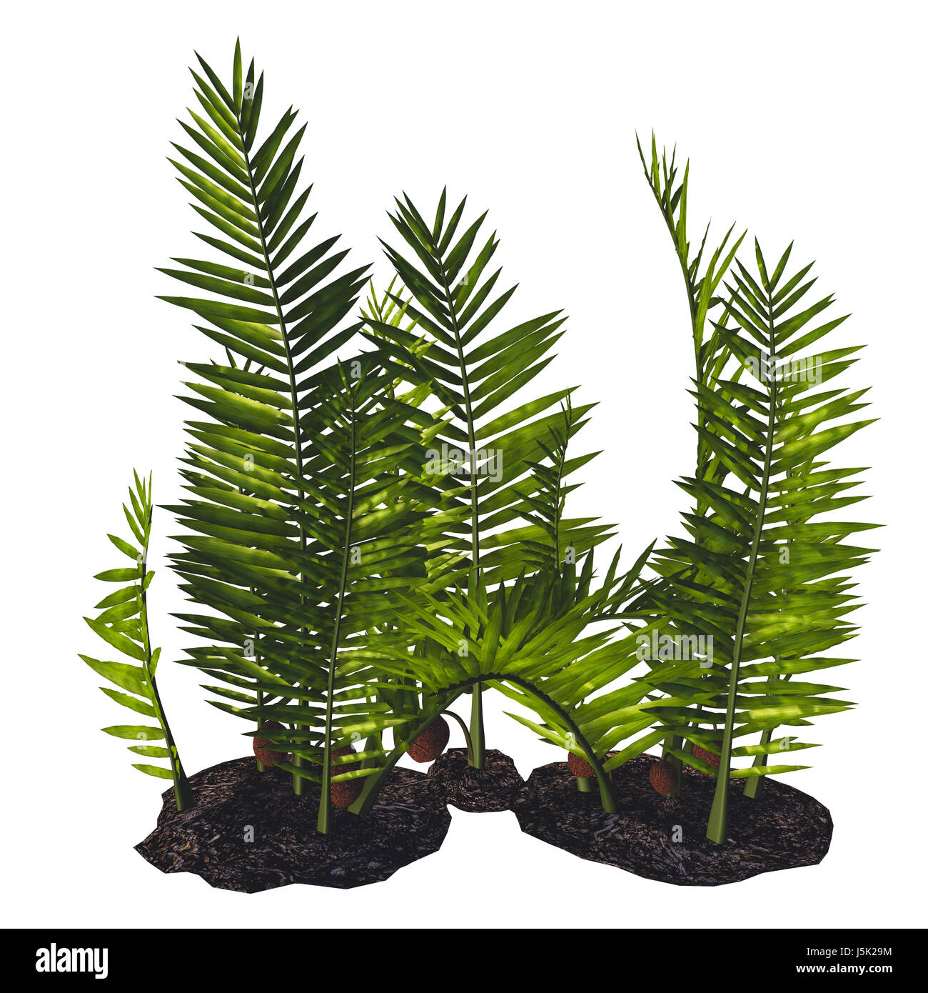 Nipa burtinii Plants - Nipa started out in the Cretaceous Period and live today in swamps, river borders and humid areas. Stock Photo