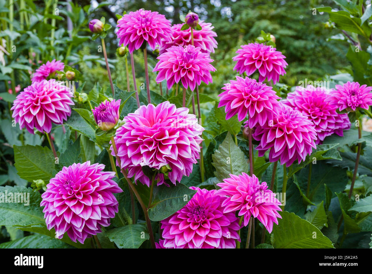 Dahlia in Butchart Gardens in Victoria, British Columbia, Canada Stock Photo