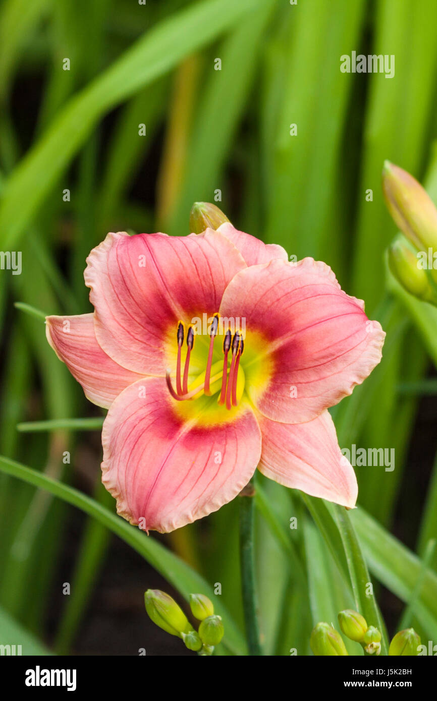 Daylily, Hemerocallis 'GISELLE', at Mercer Arboretum and Botanical Gardens in Spring, TX. Stock Photo