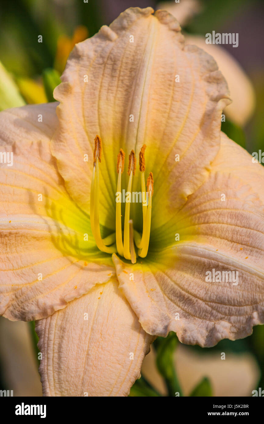 Daylily, Hemerocallis 'I FANCY', at Mercer Arboretum and Botanical Gardens in Spring, TX. Stock Photo