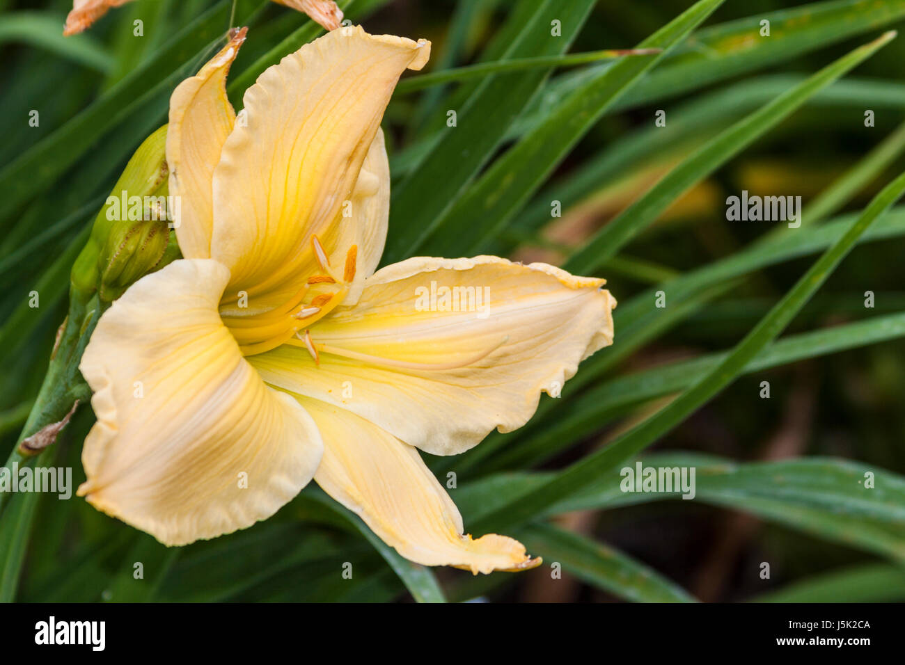 Daylily, Hemerocallis 'UNFORGETTABLE', at Mercer Arboretum and Botanical Gardens in Spring, TX. Stock Photo