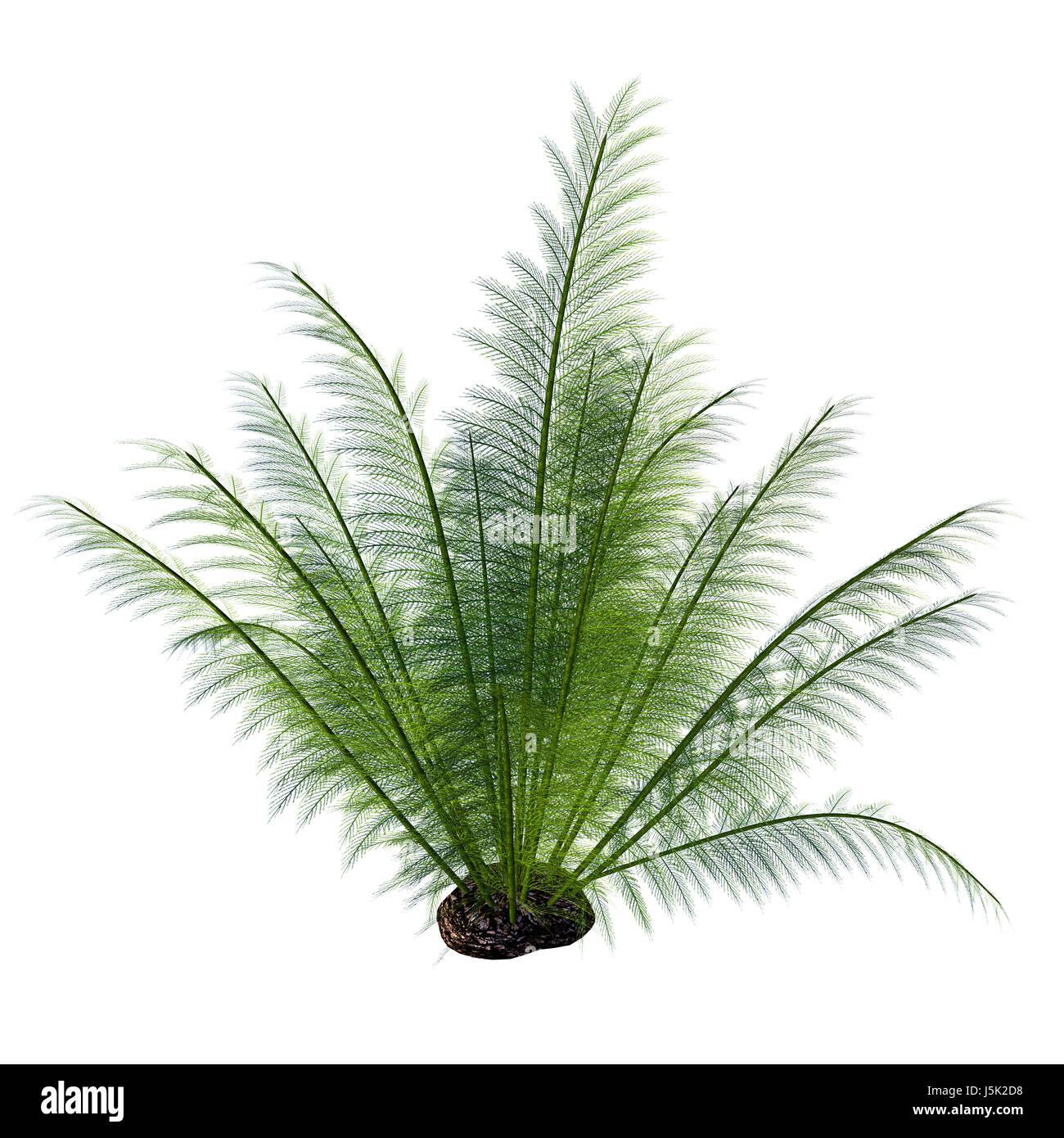 Onychiopsis Seed Plant - Onychiopsis was a Cretaceous fern with feathery fronds and lived on forest edges, lake and river borders and humid plains. Stock Photo