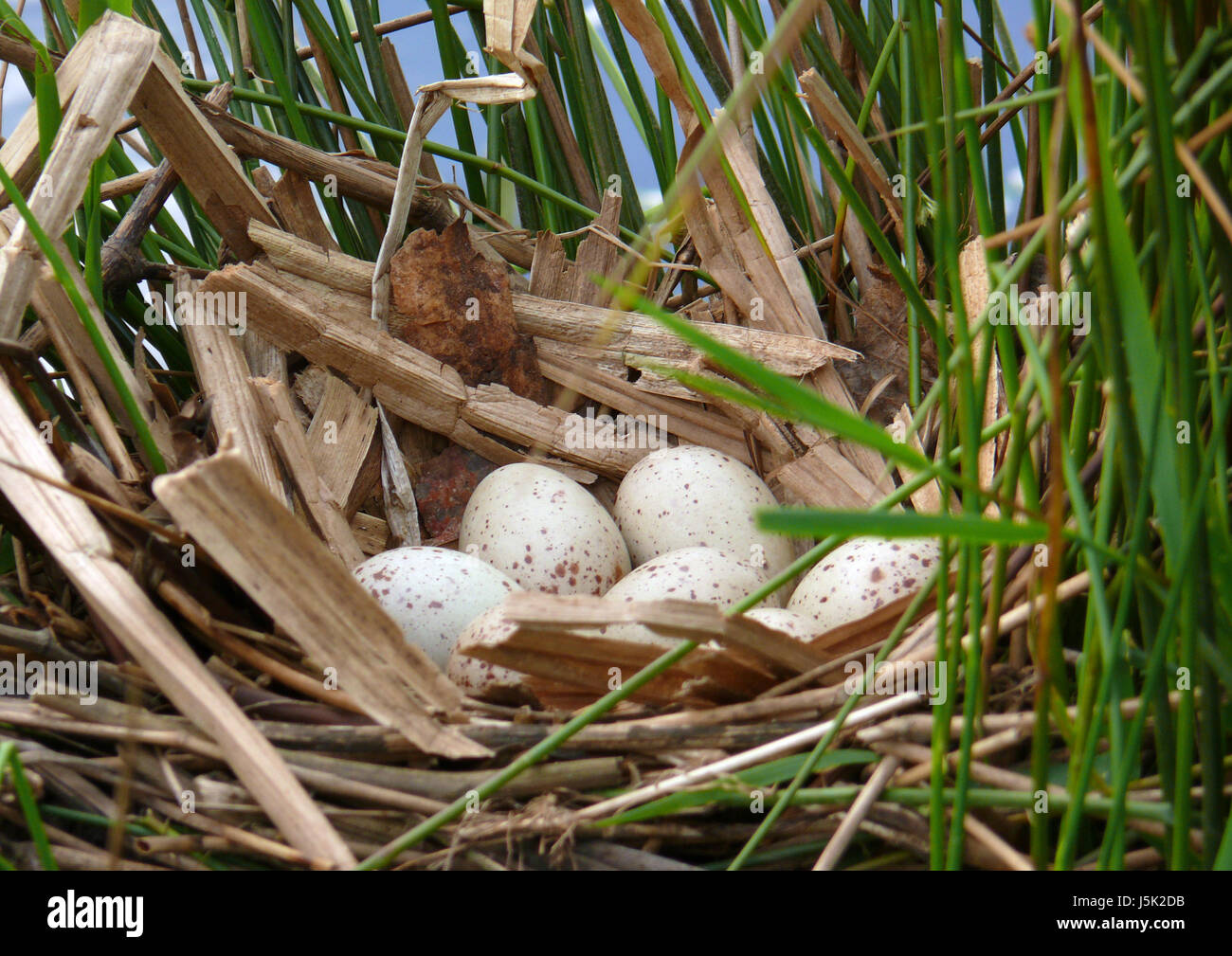 nest eggs clutch hatchery vogelnest vogeleier brutstelle nistplatz Stock Photo Alamy