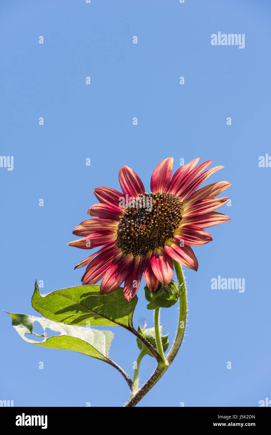 Sunflowers growing in summer in Alvin, Texas Stock Photo Alamy