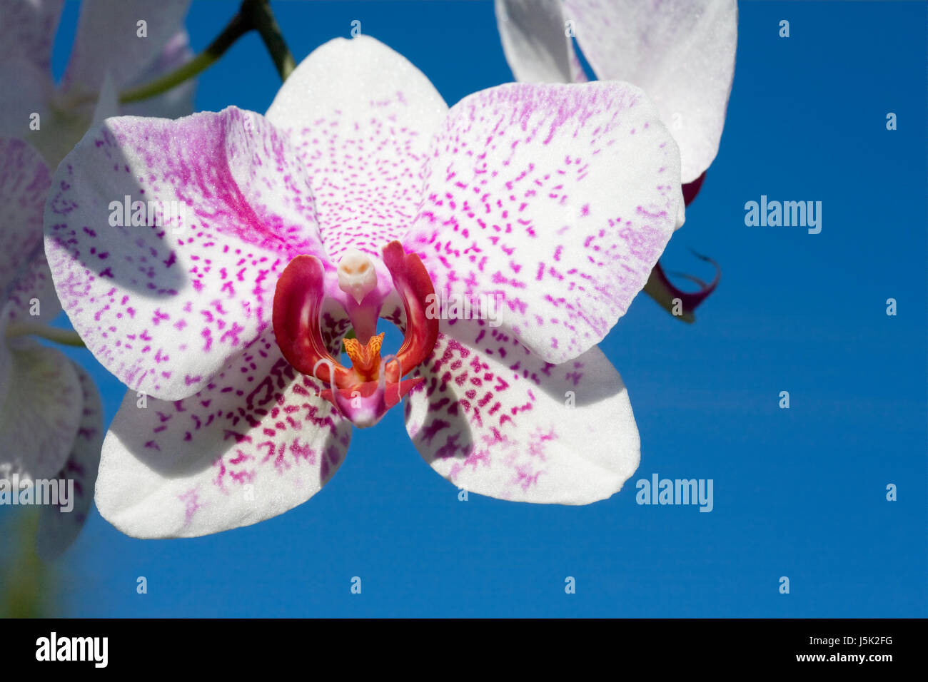 phalaenopsis hybrids Stock Photo