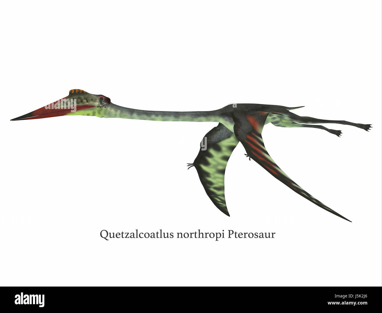 Pterosaur hi-res stock photography and images - Alamy