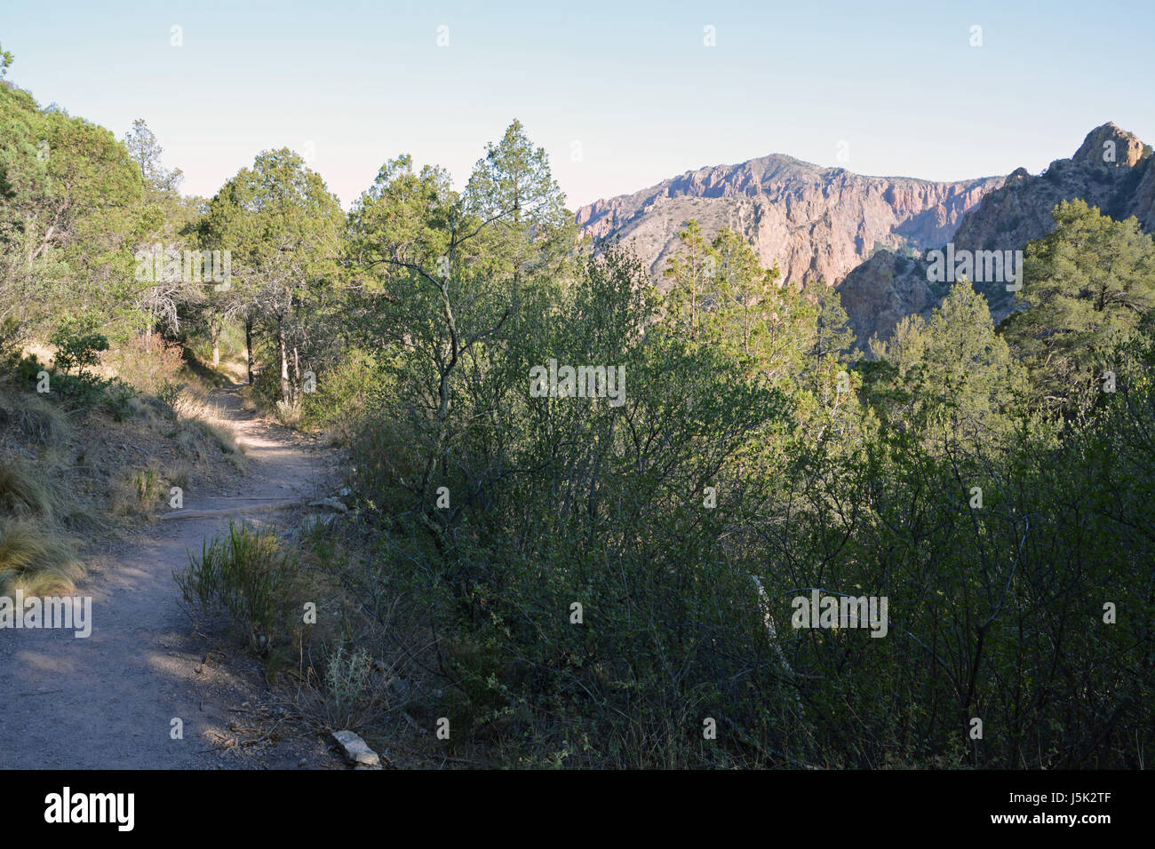 The lower portion of the Lost Mine Trail at Big Bend National Park winds through Pinyon Pine trees Stock Photo