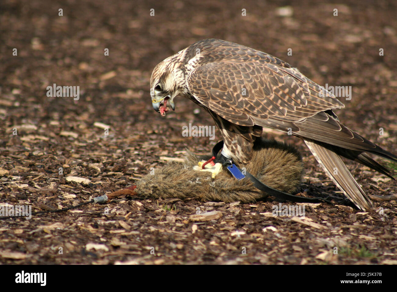 beautiful beauteously nice fodder brown brownish brunette hunger guard raptor Stock Photo