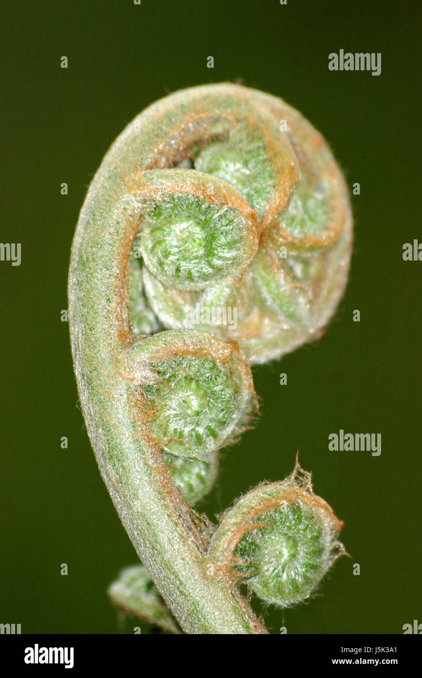 fern,polypodiophyta Stock Photo