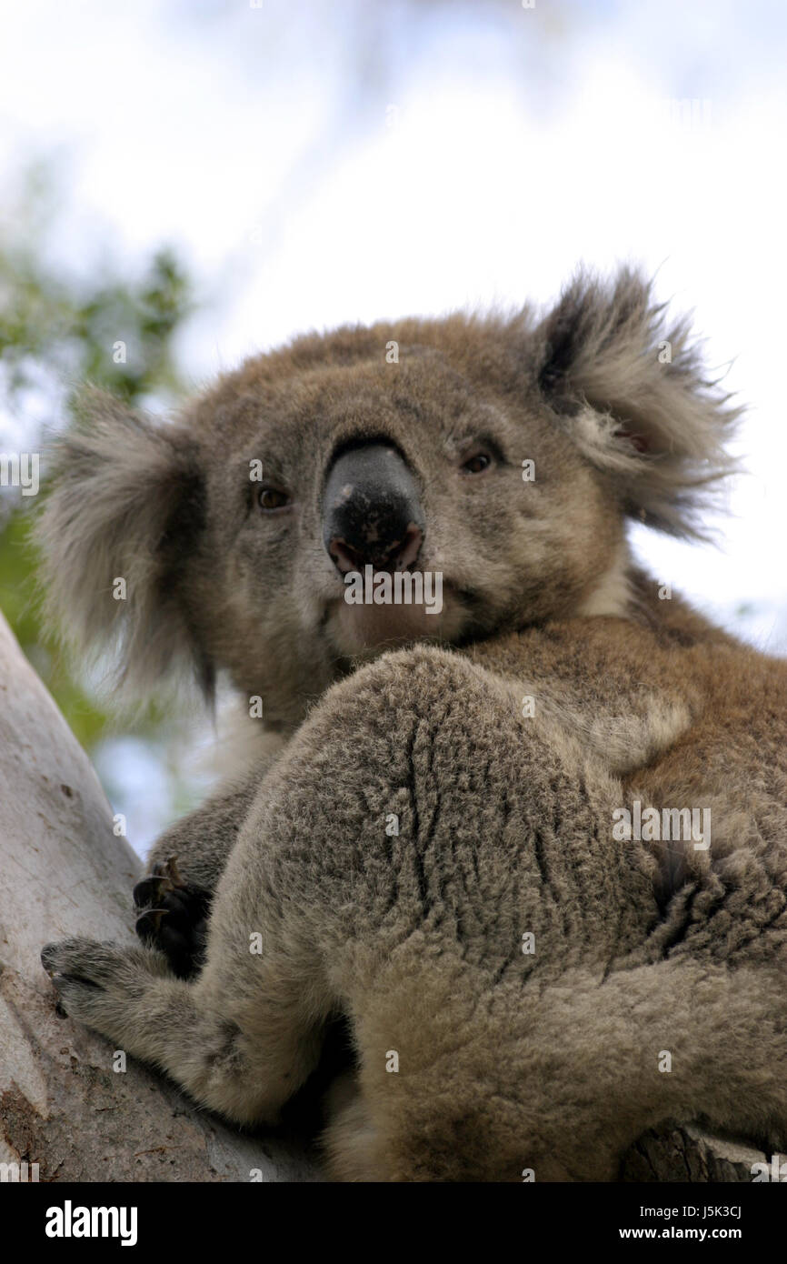 soft skin cuddle australia teddy bear teddybear eucalyptus opossum koala Stock Photo