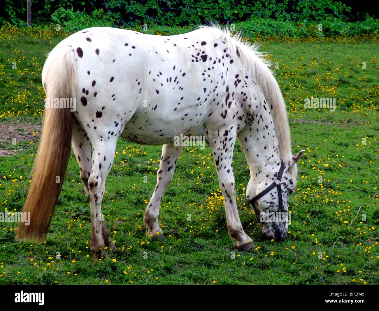 ride horse dots stallion mare spotted farm graze meadow mold horseriding Stock Photo