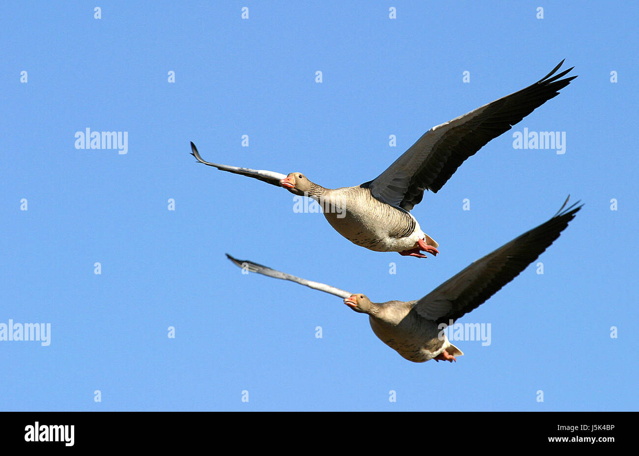 bird birds graugans anser anser greylag goose gnsevogel entenvogel feldgans Stock Photo