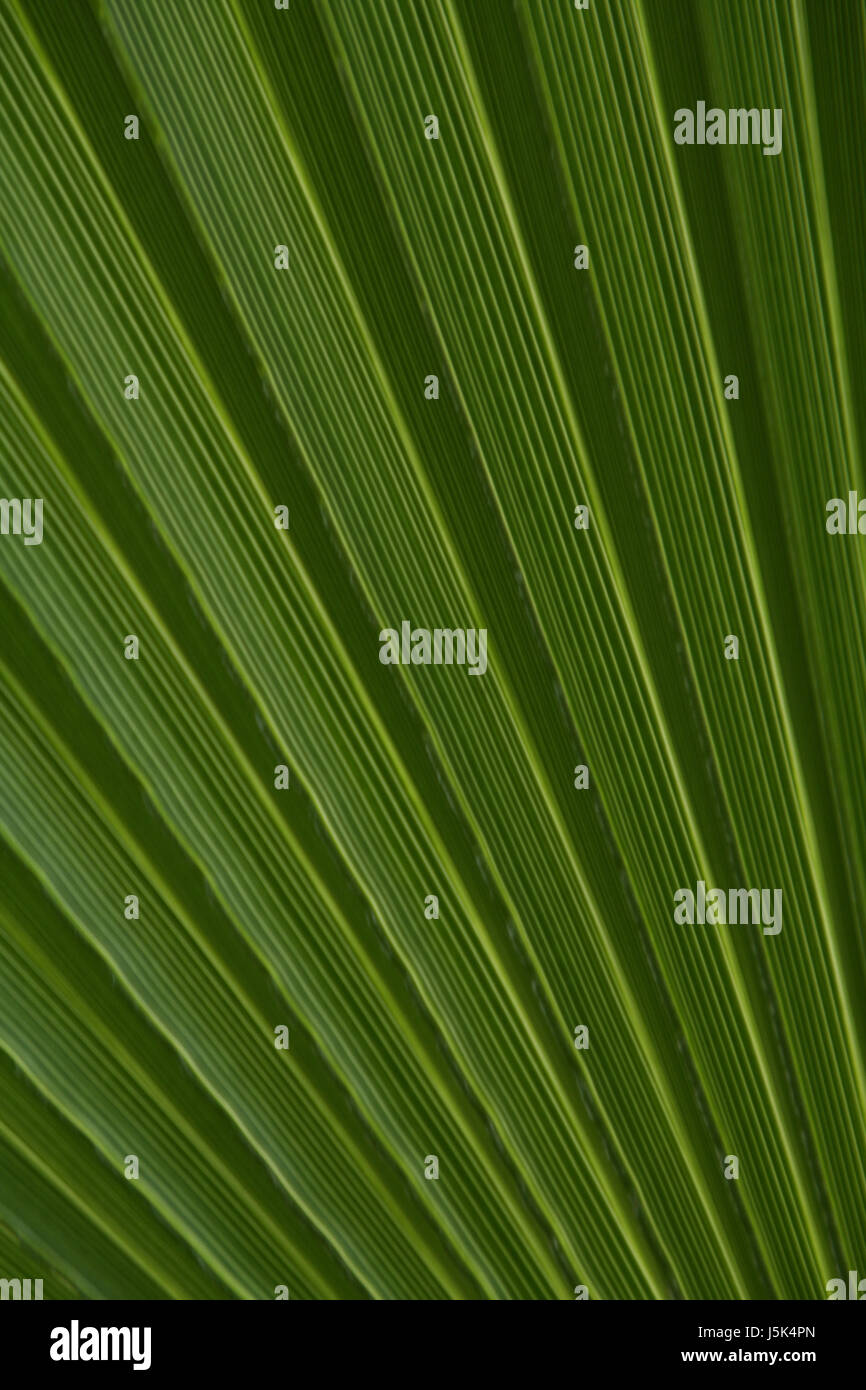 leaf green sun-blind palm tree shelter from sun frond sunscreen nature ...