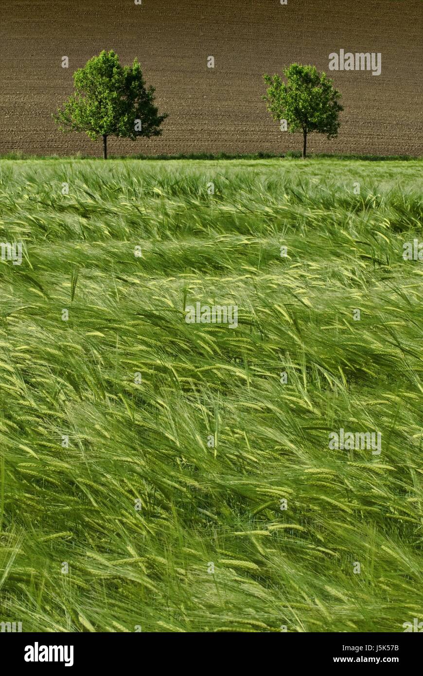blue tree trees green agriculture farming grain field firmament sky ...