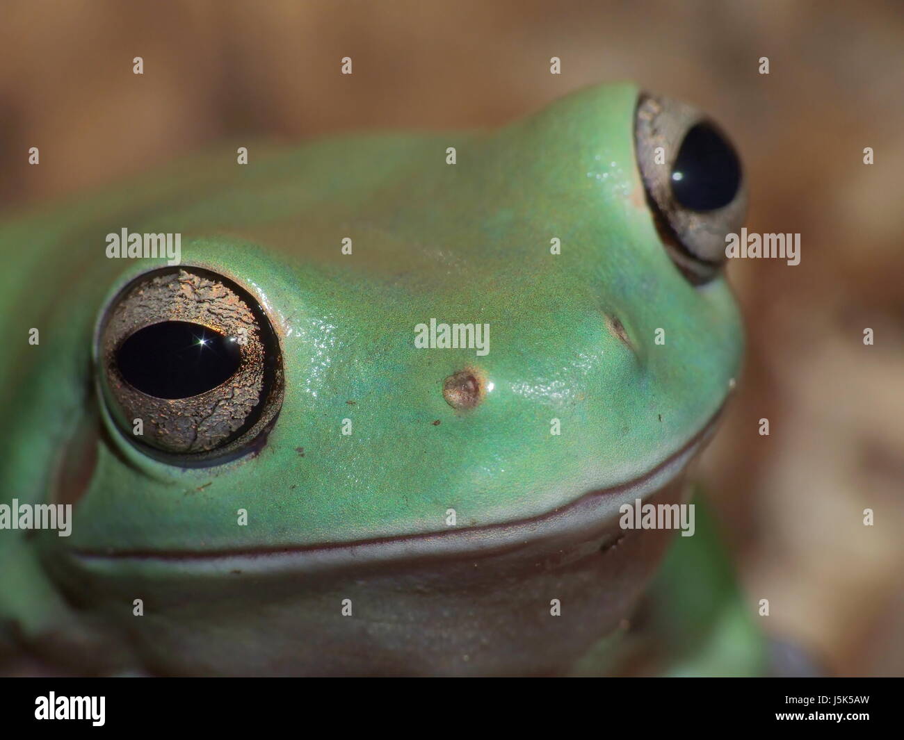 eyes frog terrarium funny frogs tropics riesenlaubfrosch australischer  Stock Photo - Alamy