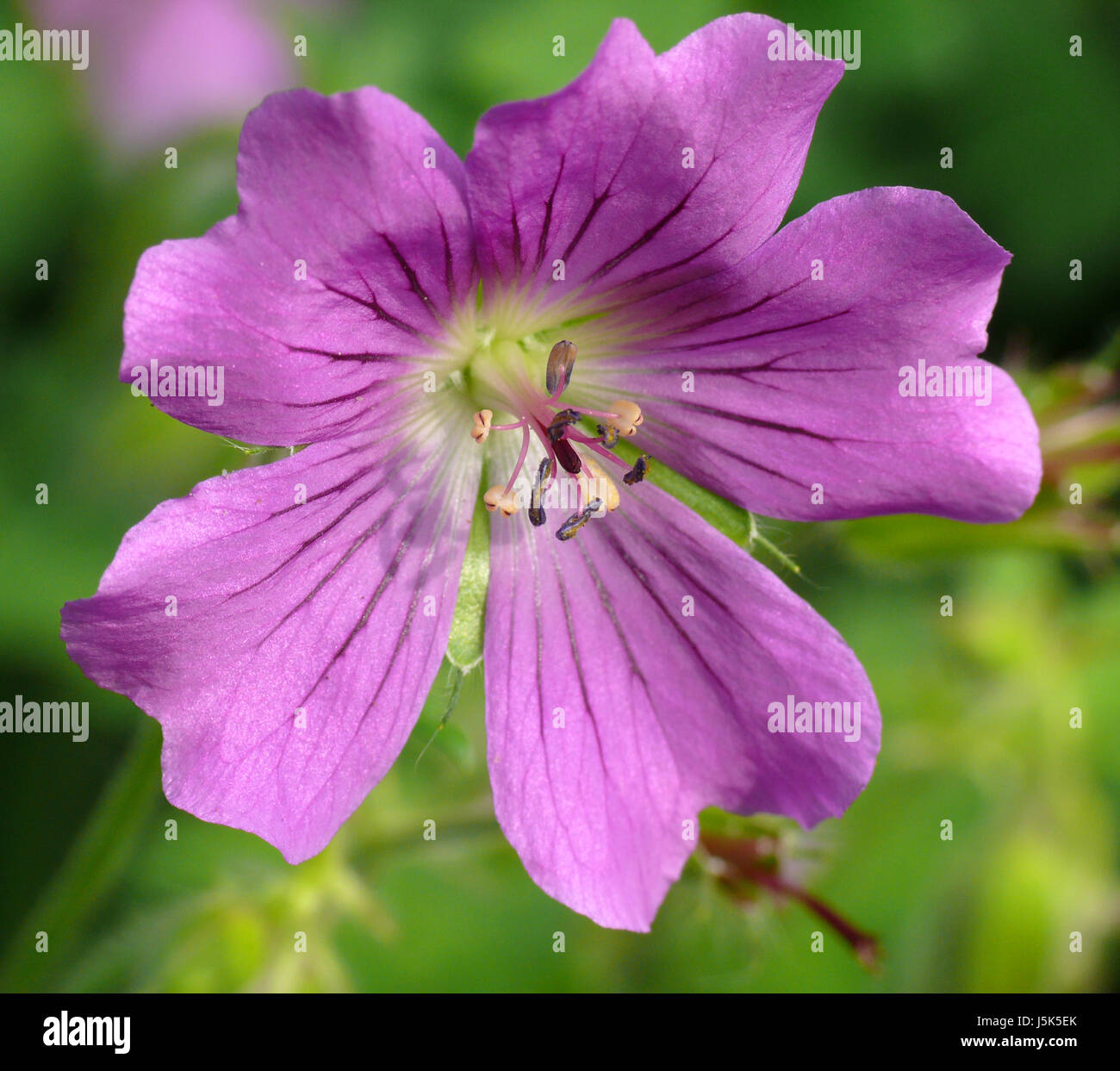 flower plant bloom blossom flourish flourishing stamp purple pollen violet Stock Photo