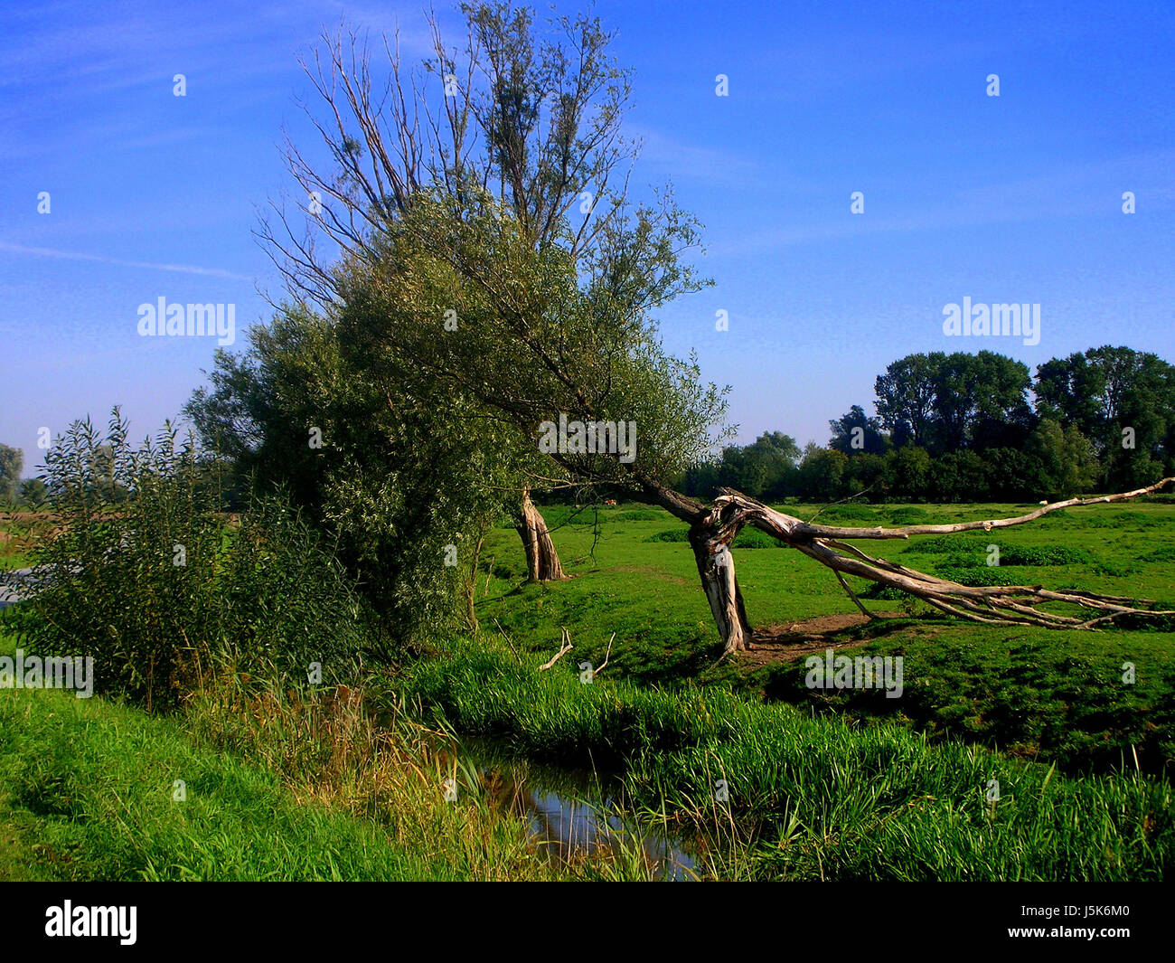 tree,green,idyll,stroke of lightning,meadow,scenery,countryside,nature ...