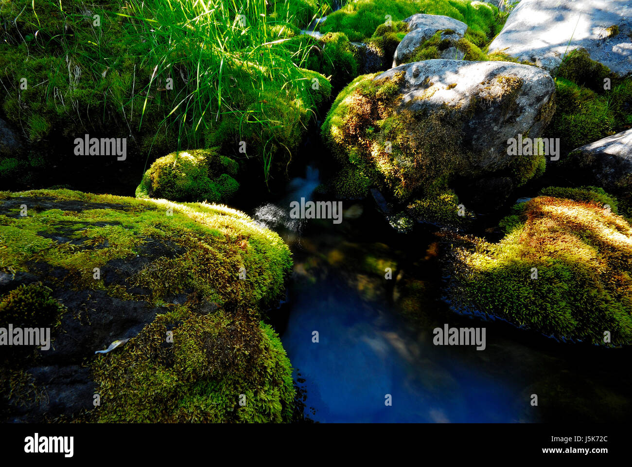 stone green sweden stream fen moss source lapland meadow grass lawn water Stock Photo