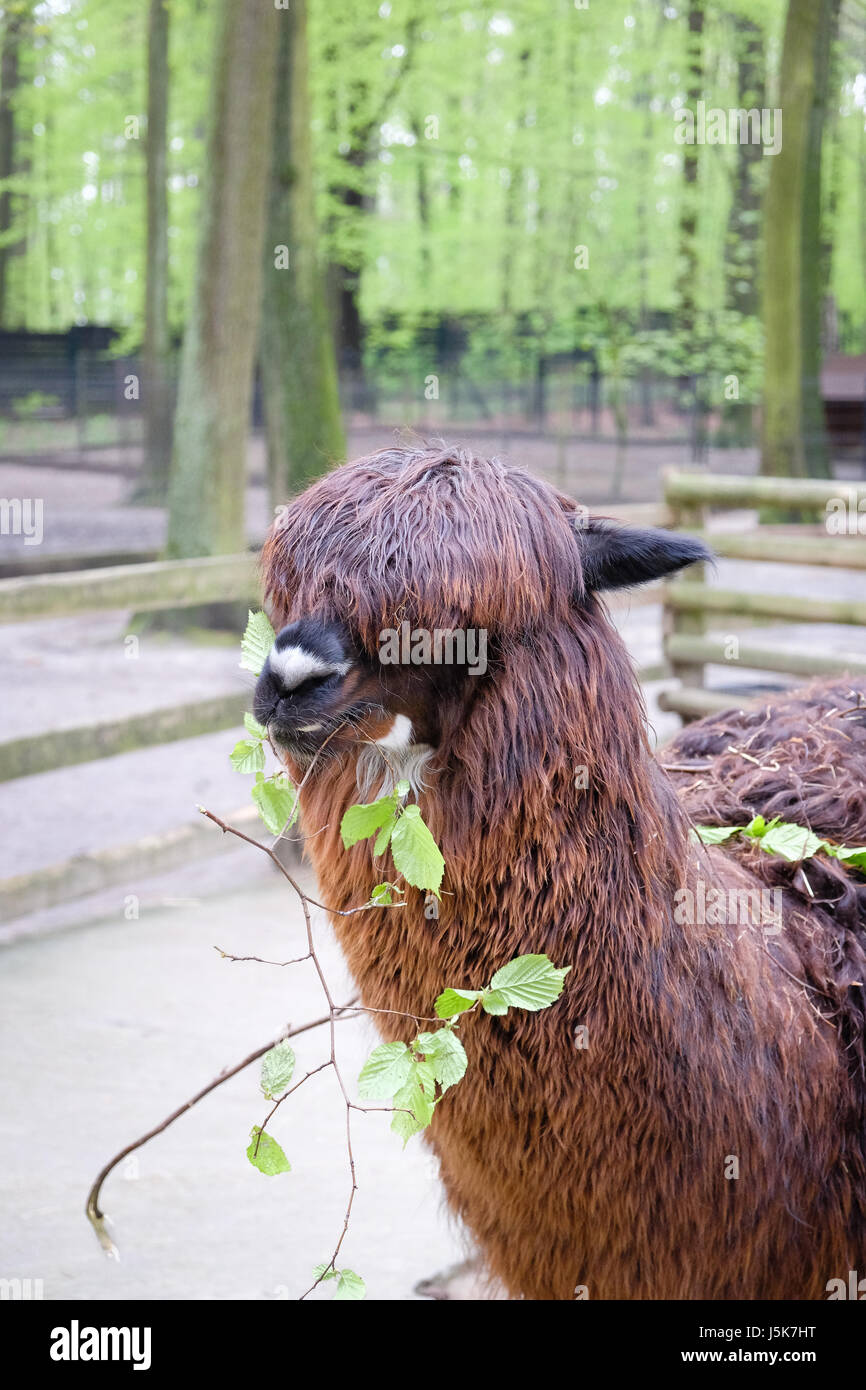 Lama pacos known as Alpaca (Vicugna pacos) in Krakow Zoological Park, Poland Stock Photo