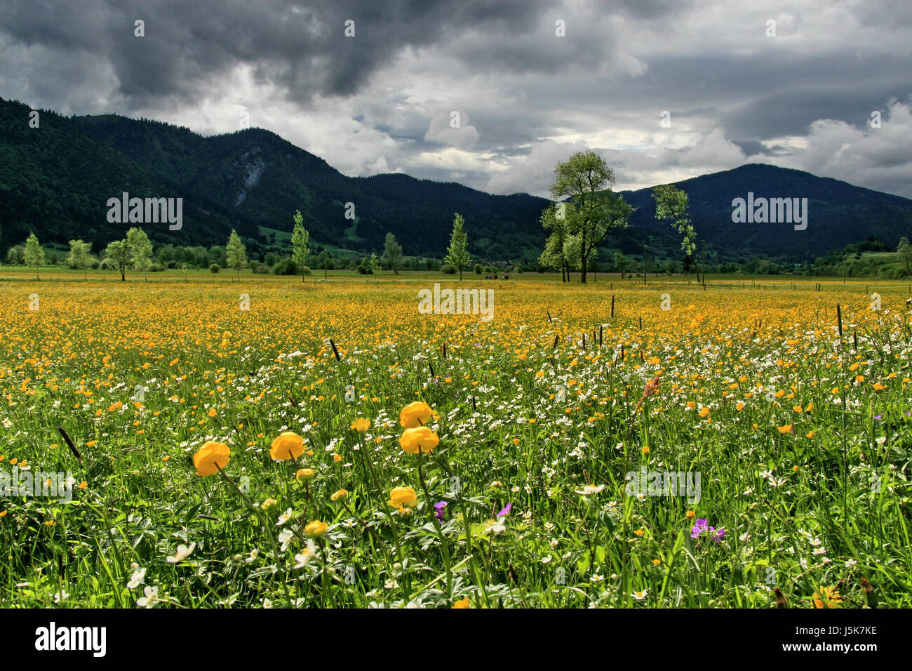 protected sheltered tree trees hill mountains plant green leaves alps flower Stock Photo