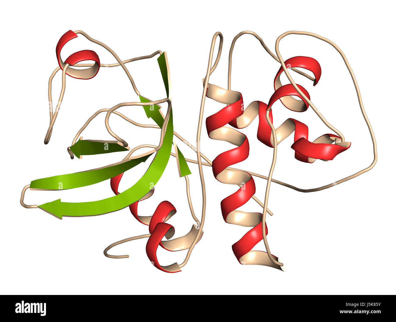 Cathepsin K enzyme bound to the inhibitor odanacatib. 3D rendering based on protein data bank entry 5tdi. Stock Photo