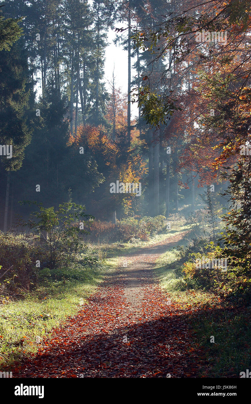 switzerland deciduous forest radiate capped mystic portrait format path way Stock Photo